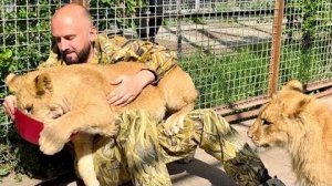 Сараби НАСТОЛЬКО ЛЮБИТ Дениса, что никому из львят даже не разрешает подойти