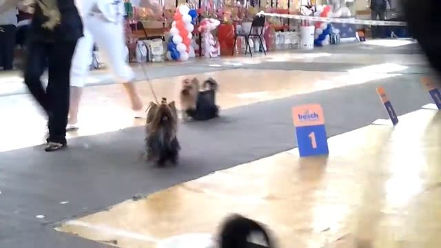8.09.12 Чемпионат РКФ смотреть онлайн
