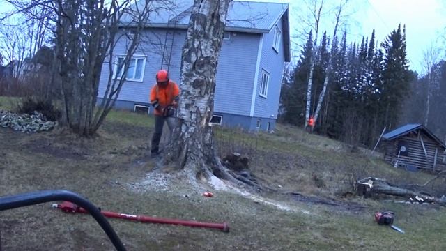 This Is How I Cut Down a HUGE, Over 100 Years Old Tree Between TWO Houses смотреть онлайн