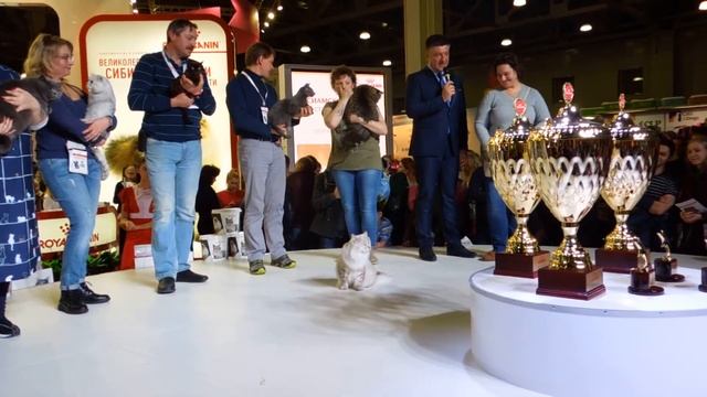 Кот самый титулованный в мире смотреть онлайн