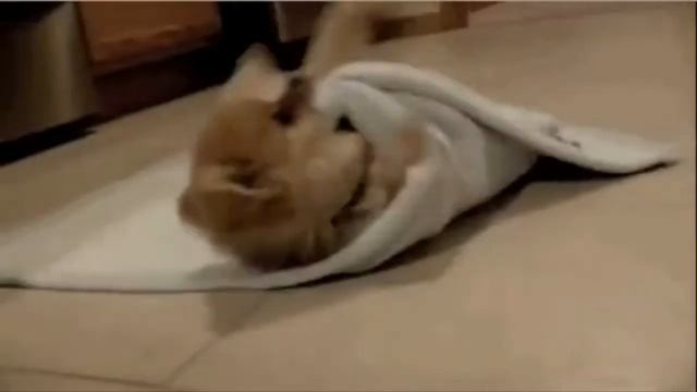 ПРИКОЛЫ ПРО ЖИВОТНЫХ 2017 | Ржу Не Могу смотреть онлайн
