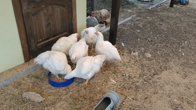 Делюсь опытом как быстро вырастить кур бройлеров в простых домашних условиях. смотреть онлайн