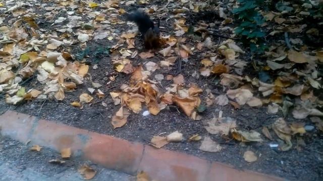 чёрная белка получила фундуком по лбу (случайно!) / black squirrel gets hit by a hazel nut смотреть онлайн
