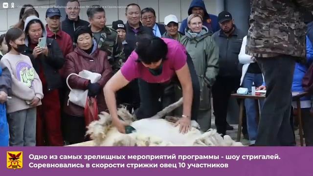 Выставка овец и коз в Чите смотреть онлайн