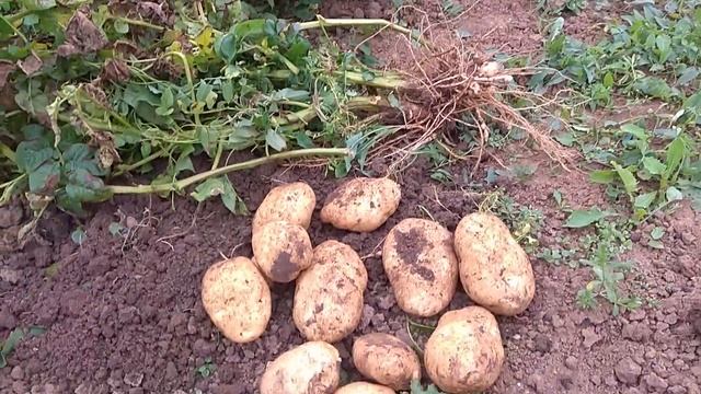 Самый урожайный сорт картофеля. На другой картофель даже не смотрю смотреть онлайн