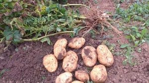 Самый урожайный сорт картофеля. На другой картофель даже не смотрю