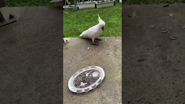 Милые и забавные попугаи смотреть онлайн