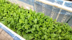 Погода порой вносит в улитководство свои корректировки.