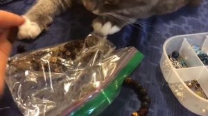 Кот-Ювелир 💍🐈