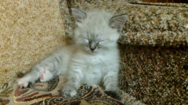 Спать хочу. смотреть онлайн