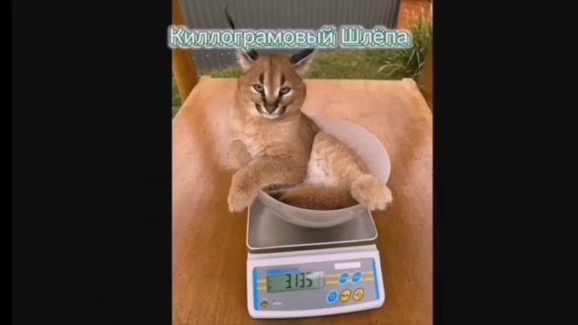 Приколы от шлёпы 3 часть смотреть онлайн