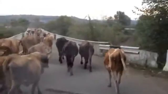 Корови на дорозі в Грузії / Cows on the road in Georgia смотреть онлайн
