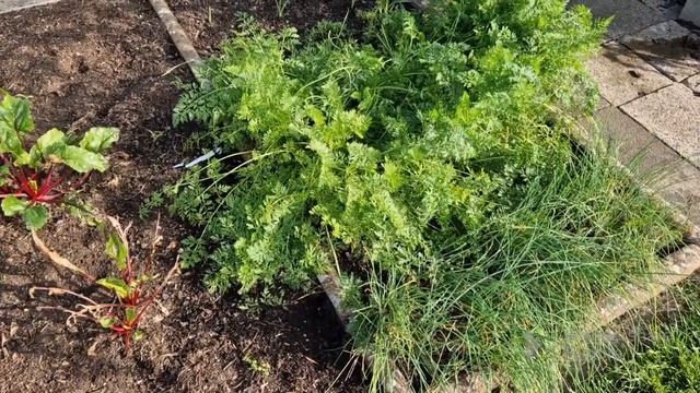 @ОСЕНЬ Мини Огород УРОЖАЙ Собираю ведрами! смотреть онлайн