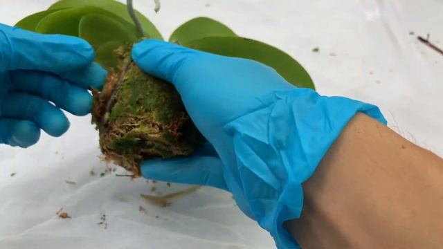 How to repot a Phalaenopsis Orchid- Care Tips for beginners- AnDa Garden смотреть онлайн