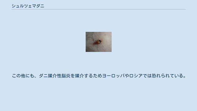 シュルツェマダニ смотреть онлайн