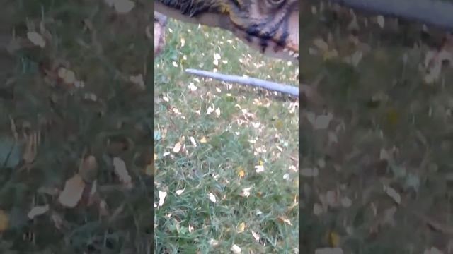 Динопарк в Белгороде 4 часть смотреть онлайн