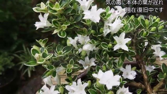 2015 5 12 斑入り白丁花　フイリハクチョウゲ　盆栽　Serissa Japonica Bonsai смотреть онлайн