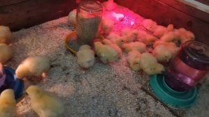 Цыплята бройлеры 0 -14 дней. Как выращивать бройлеров в простых домашних условиях.