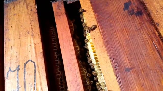 Один из ньюансов при подсадке плодных маток при использовании метода Егошина. смотреть онлайн