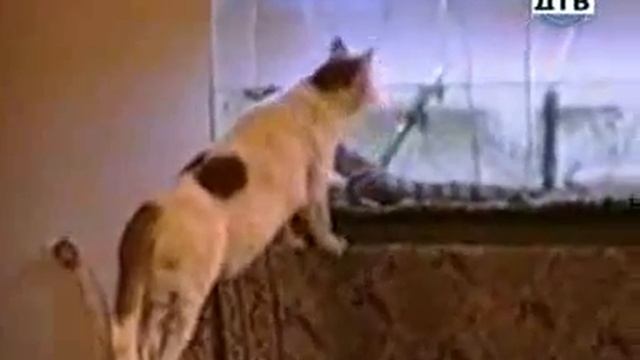 Видео на биз видео юморное кульные шутки смотреть онлайн