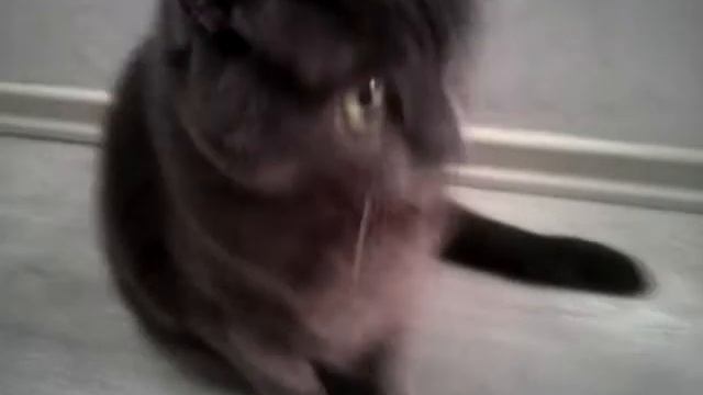 Шок!Мучает Кота Наша Собака!