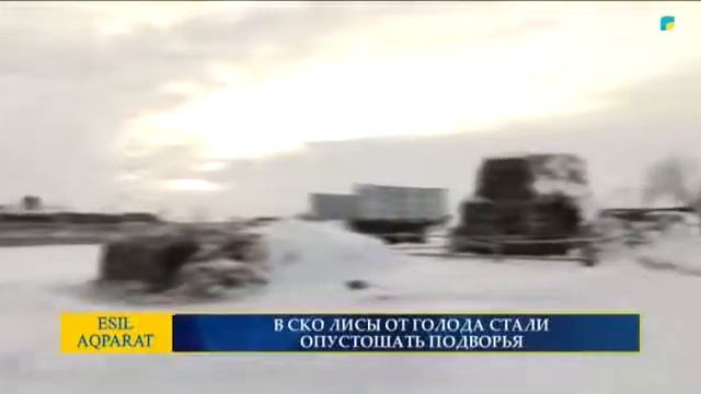 В СКО ЛИСЫ ОТ ГОЛОДА СТАЛИ ОПУСТОШАТЬ ПОДВОРЬЯ смотреть онлайн