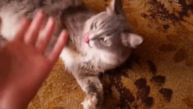 Мой Котик Пушок