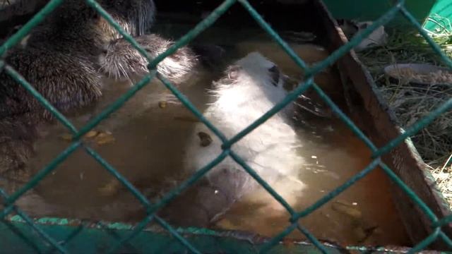 АгроОмск-2018. Нутрии в вольере. Плавают...фуу...!!! смотреть онлайн