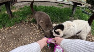 Готов встать на колени, Кот нашёлся, Сельхозработы, Сиплый уехал к цыганям, продавец из Поднебесной'