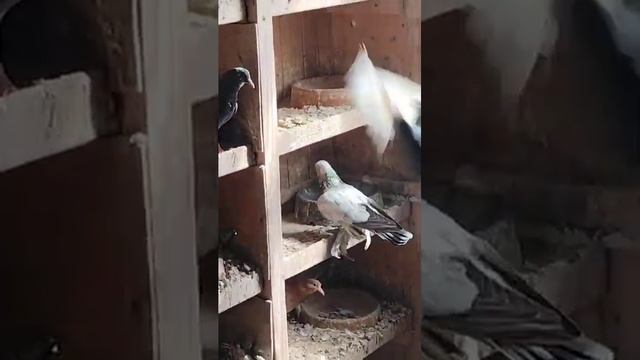 28.07.2024г Голуби Дмитрия на продажу ч. 2,,+7903288013 Дмитрий смотреть онлайн