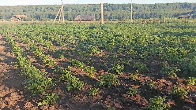 ЭКО ферма у Михалыча. смотреть онлайн