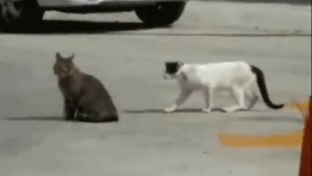 нарезка боянов смотреть онлайн