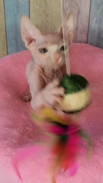 Canadian Sphynx.  Female.  Zlata. Color W62 , Available