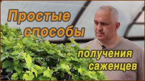 КАК можно ПРОСТО получить САЖЕНЦЫ винограда