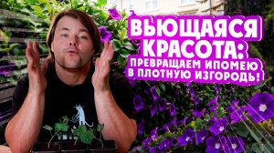 ВЬЮЩАЯСЯ КРАСОТА: Превращаем ипомею в плотную изгородь!