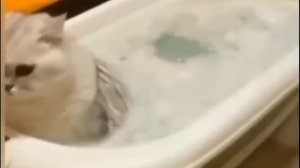 Кот в ванной пукнул с подливкой