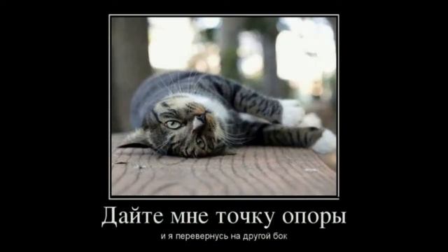 коты приколы, демотиваторы смотреть онлайн