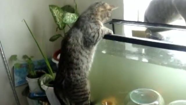 Прикольные животные смотреть онлайн