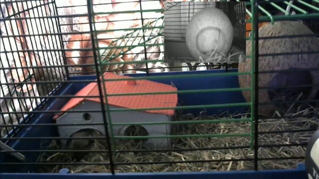 Щекотка и Царапка #9: Shaft смотреть онлайн