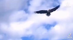 вайлд крафт тик ток🌹#1🍃