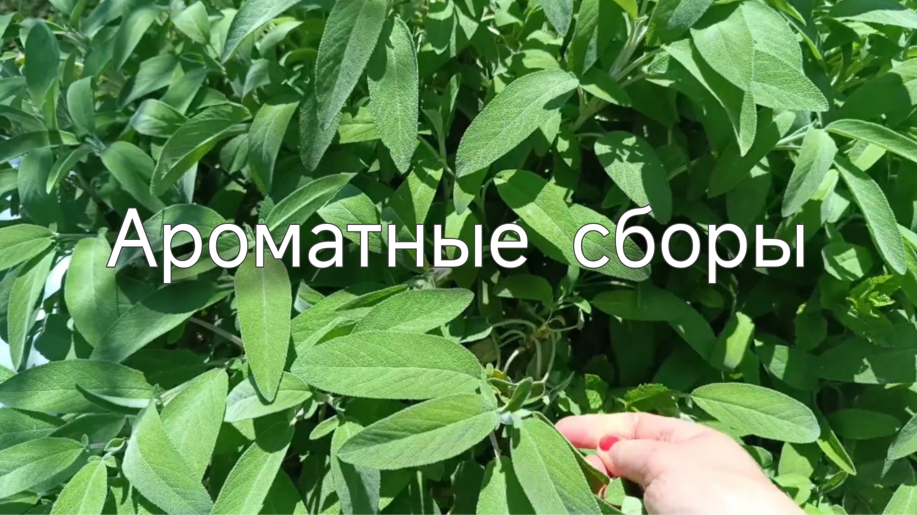 Здоровье в доме. Ароматические травы. смотреть онлайн