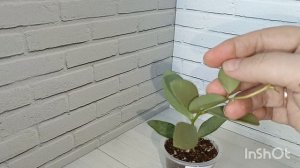 Хойи. Распаковка посылки с хойями, все ли доехали хорошо