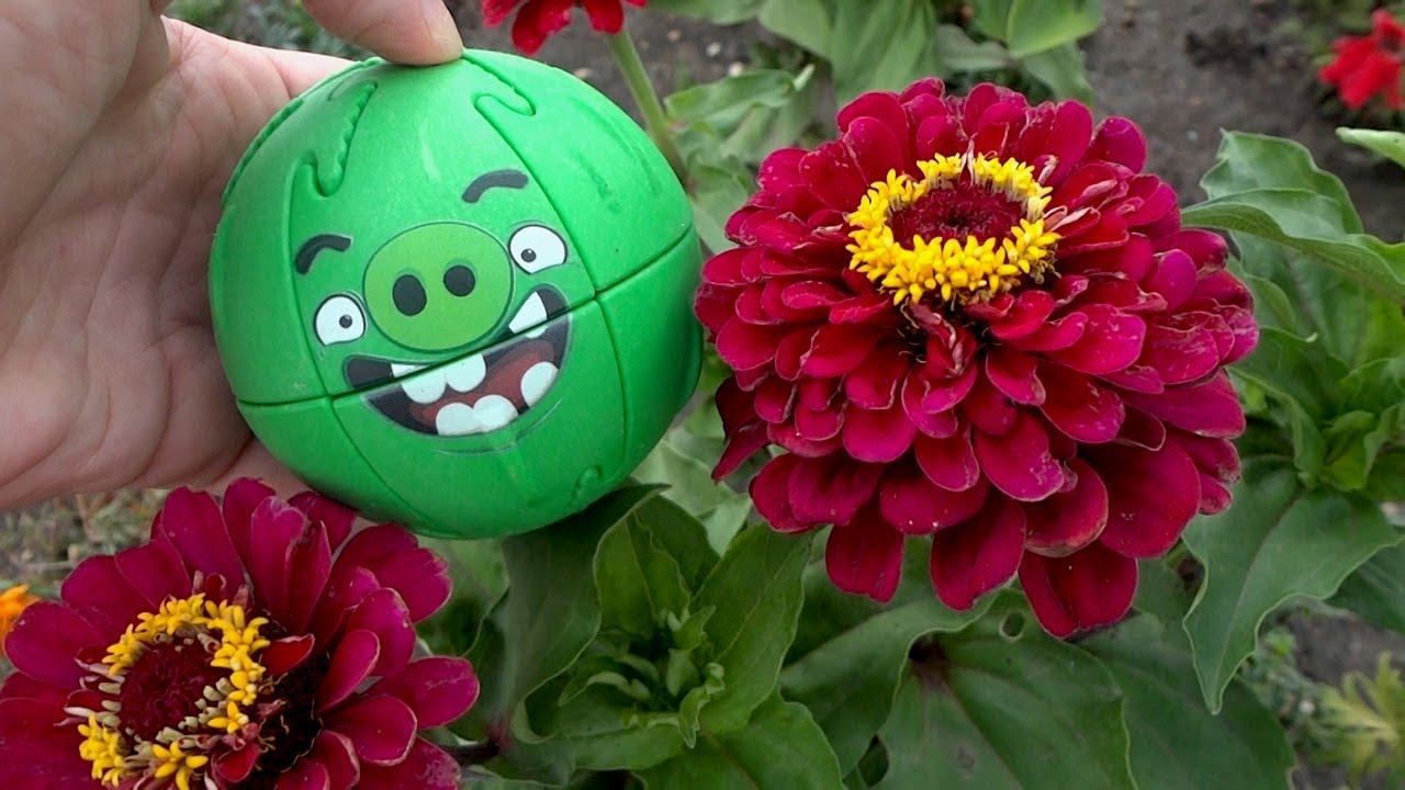 Крашик Свин и цветы. Игрушки Энгри Бердс. Видео для детей смотреть онлайн