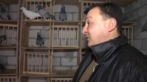 Спортивные голуби