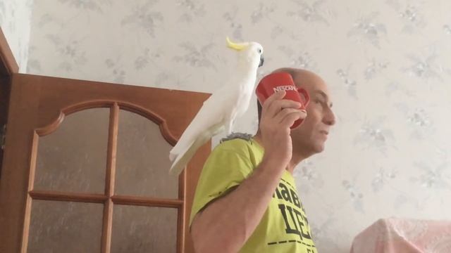 Какаду пьёт чай смотреть онлайн