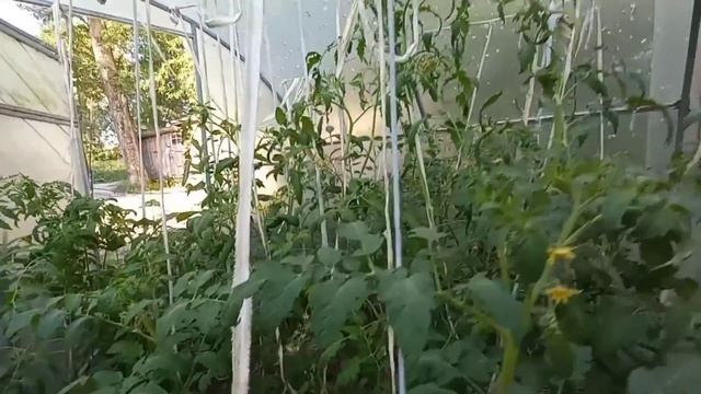 Обзор томатов на конец июня 2021