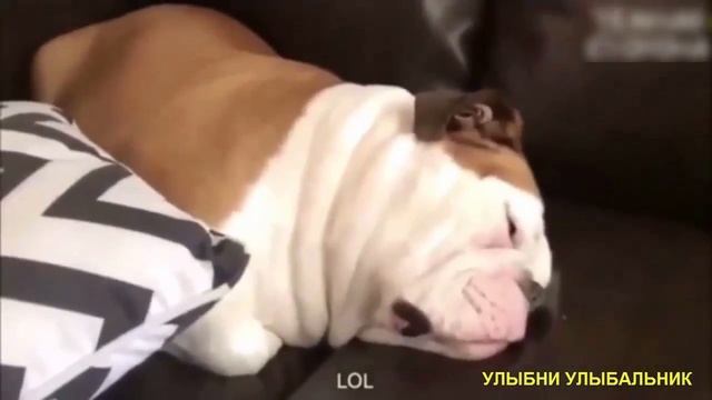 ЛУЧШИЕ ПРИКОЛЫ 2018 Февраль ржака до слез угар видео прикол смотреть онлайн
