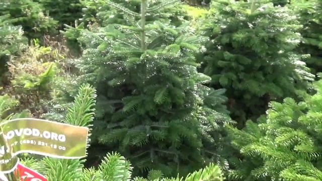 16764 Пихта Нордмана срезанная смотреть онлайн