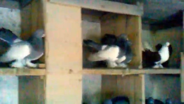 урюпинские синие смотреть онлайн