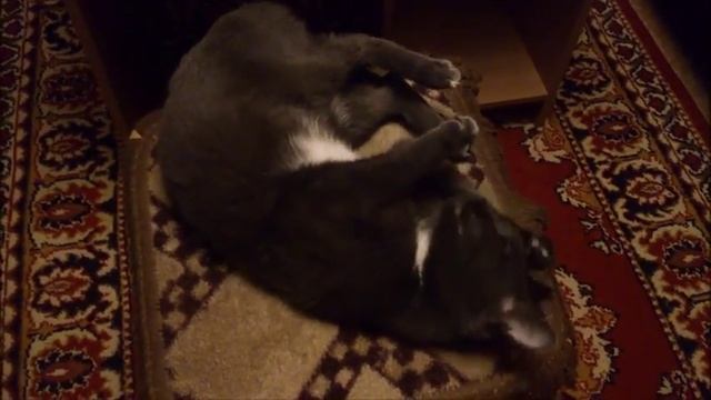 Кошка Муся  Кошка Муся мяукает